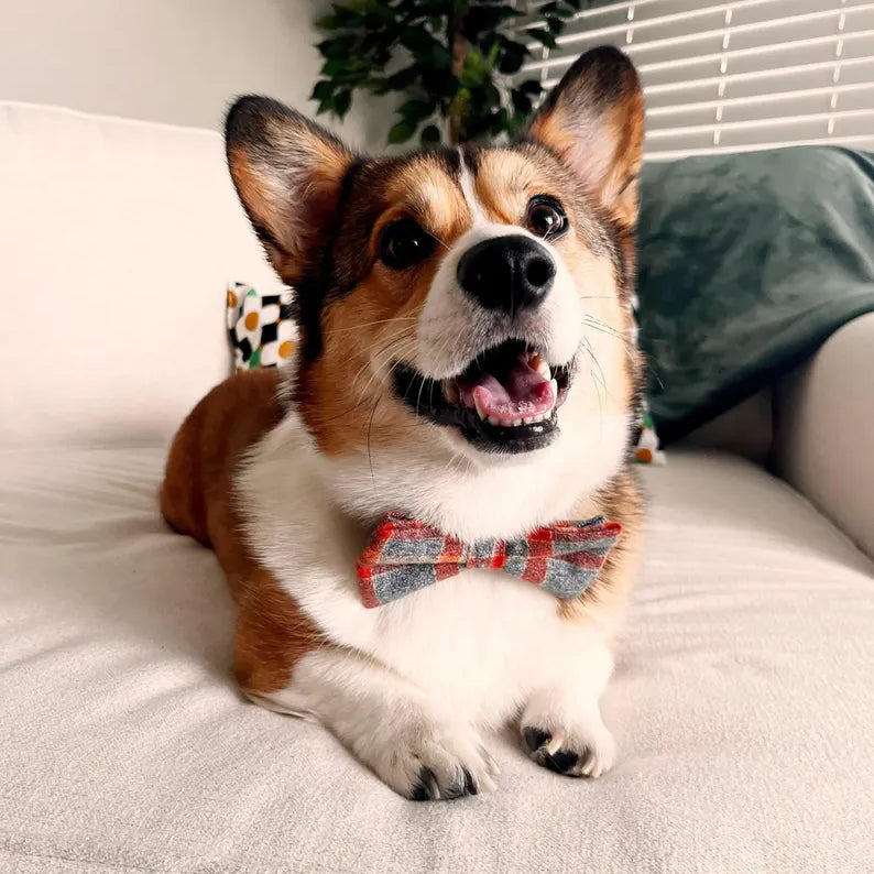 Corgi dog in a fall dog bow tie
