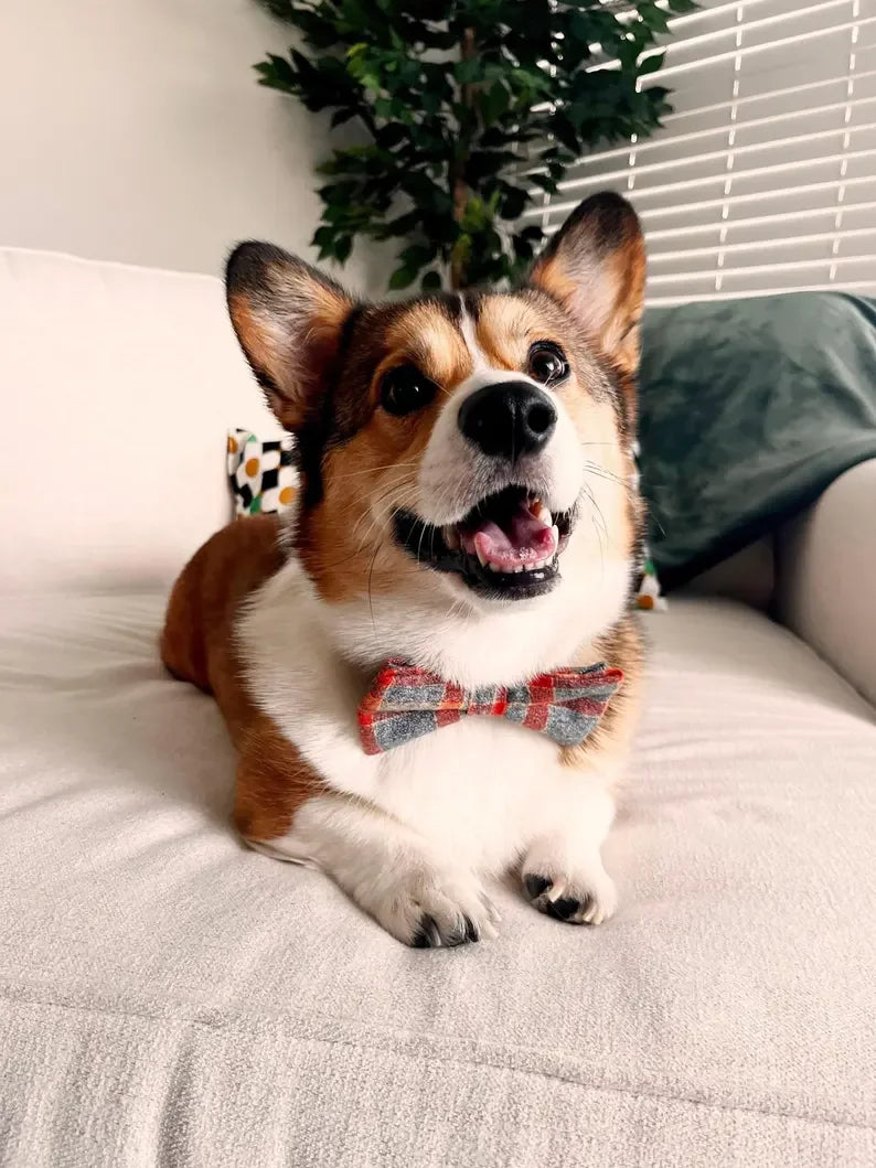 Corgi dog in a fall dog bow tie