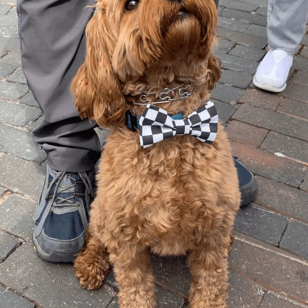 Dog bow tie size chart. Size Small is 3 1/2 inches wide for small dogs under 15 lbs. Size Medium is 4 inches wide for medium dogs between 15 band 40 lbs. Size Large is 4 1/2 inches wide for Large Dogs between 40 band 80 lbs. Size Extra Large is 5 1/2 inches wide for Extra Large Dogs over 80 lbs. Sizing is up to preference and pet bow ties slide on to dog collars with elastic.