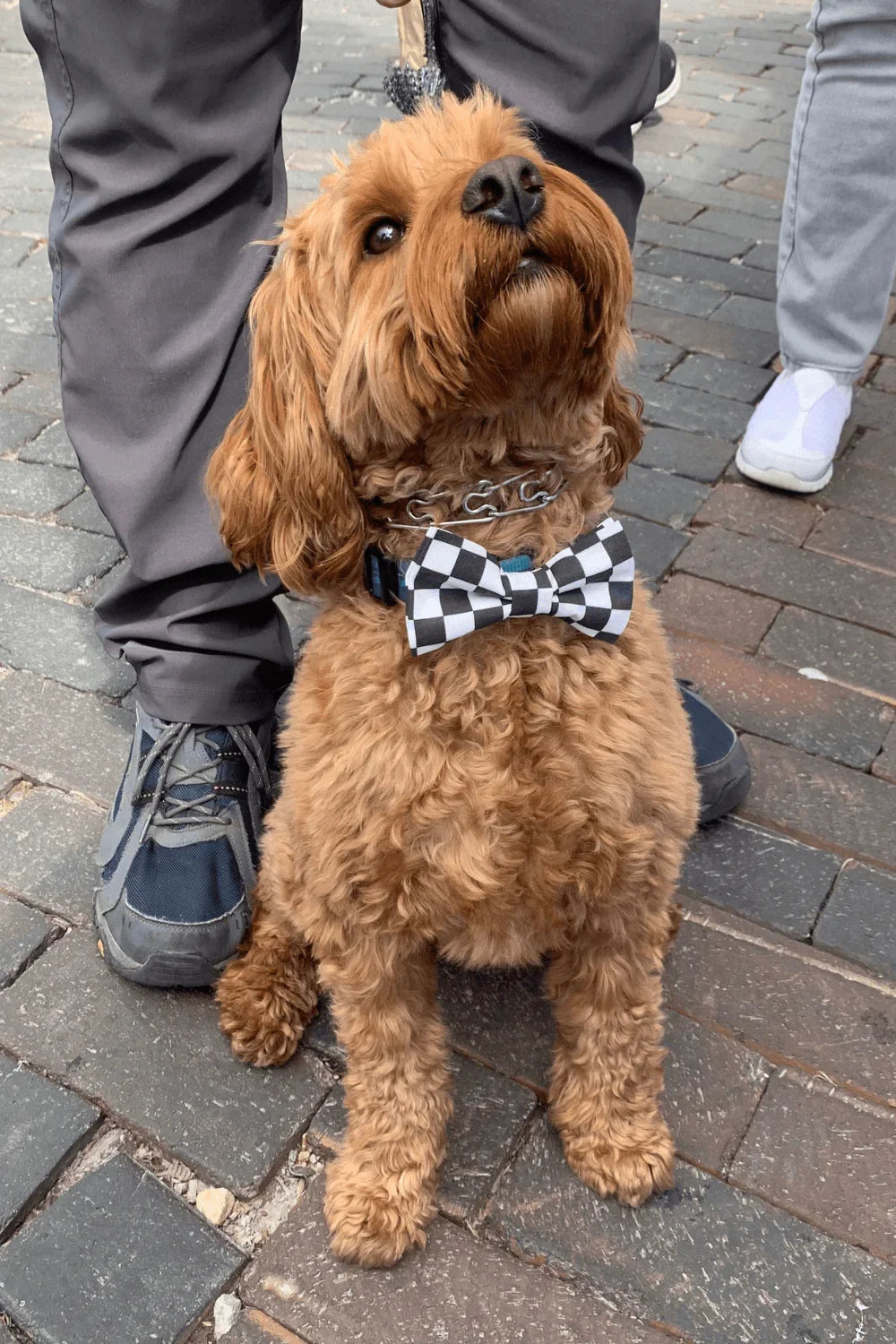Dog bow tie size chart. Size Small is 3 1/2 inches wide for small dogs under 15 lbs. Size Medium is 4 inches wide for medium dogs between 15 band 40 lbs. Size Large is 4 1/2 inches wide for Large Dogs between 40 band 80 lbs. Size Extra Large is 5 1/2 inches wide for Extra Large Dogs over 80 lbs. Sizing is up to preference and pet bow ties slide on to dog collars with elastic.