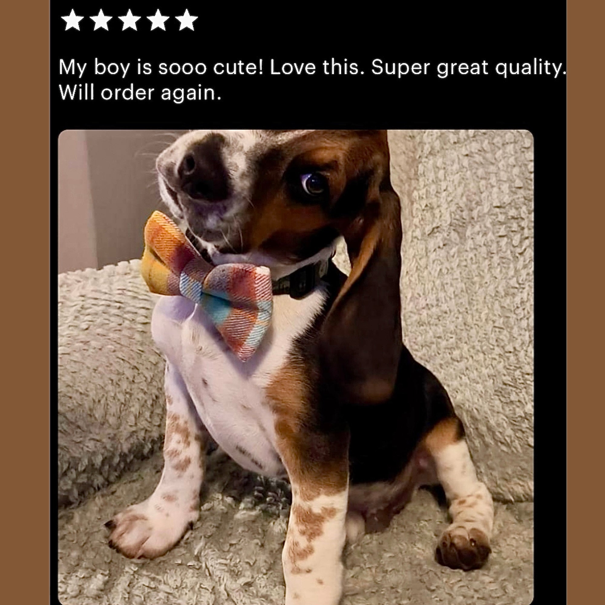 Dog wearing an autumn dog bow tie with a five-star rating text above