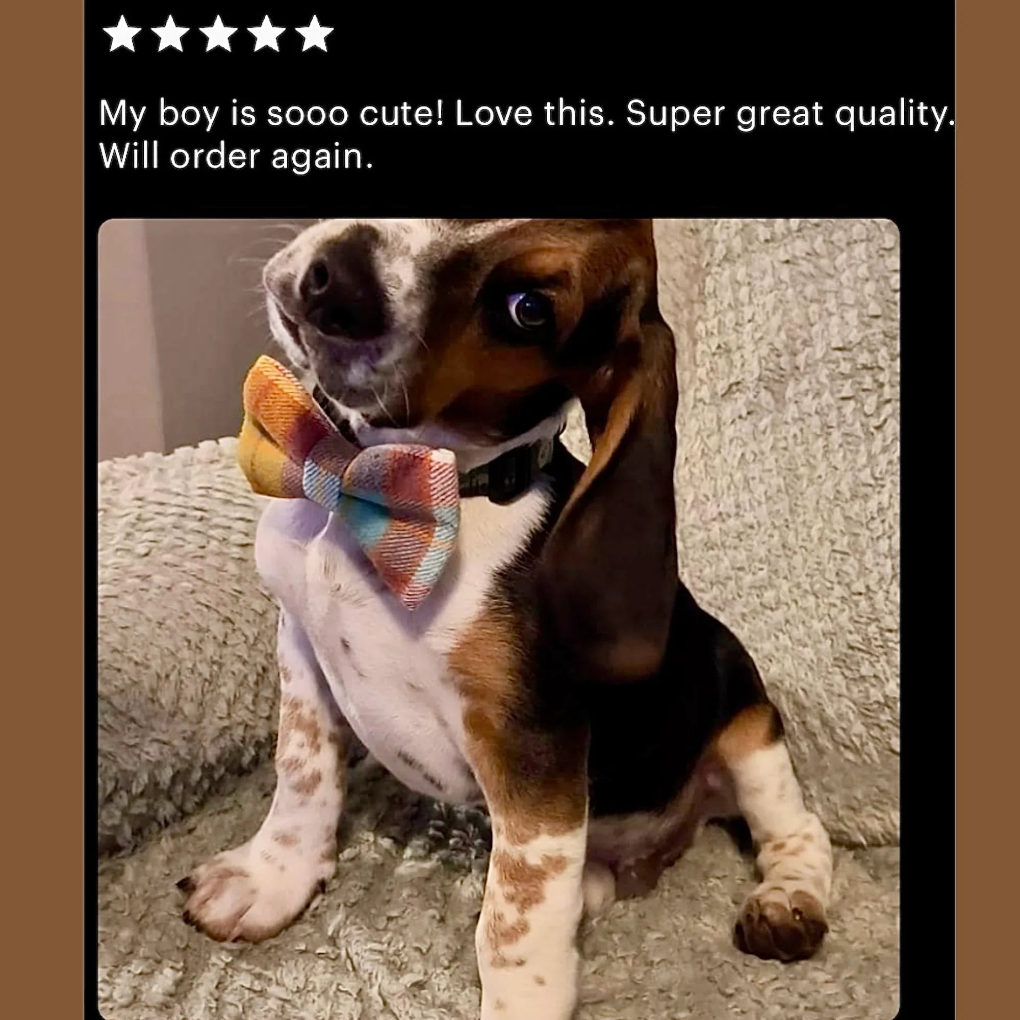 Five star review from a happy customer of The Bold Bow Tie, showing a dog bow tie on a basset hound puppy.