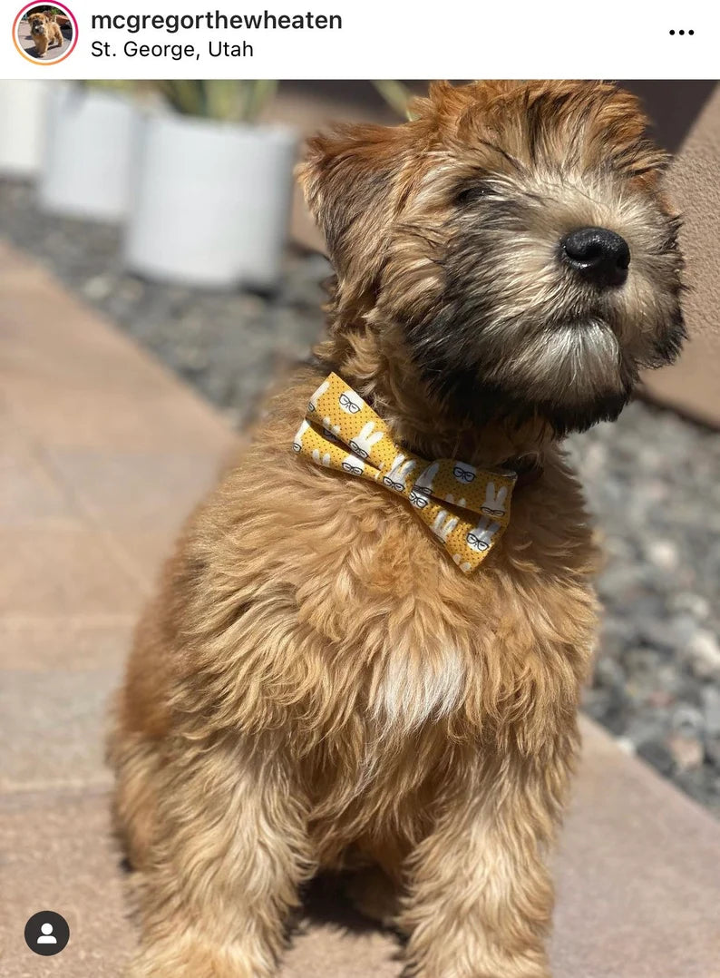 Yellow Dog Bow Tie or Cat Bow Tie- Nerdy Bunny worn by a terrier dog.