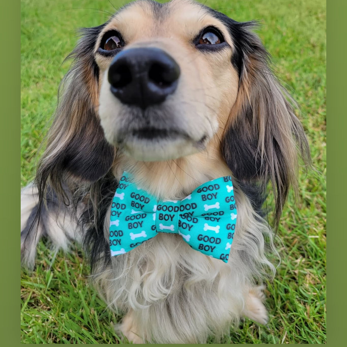 Dog wearing a blue bow tie that says “Good Boy”