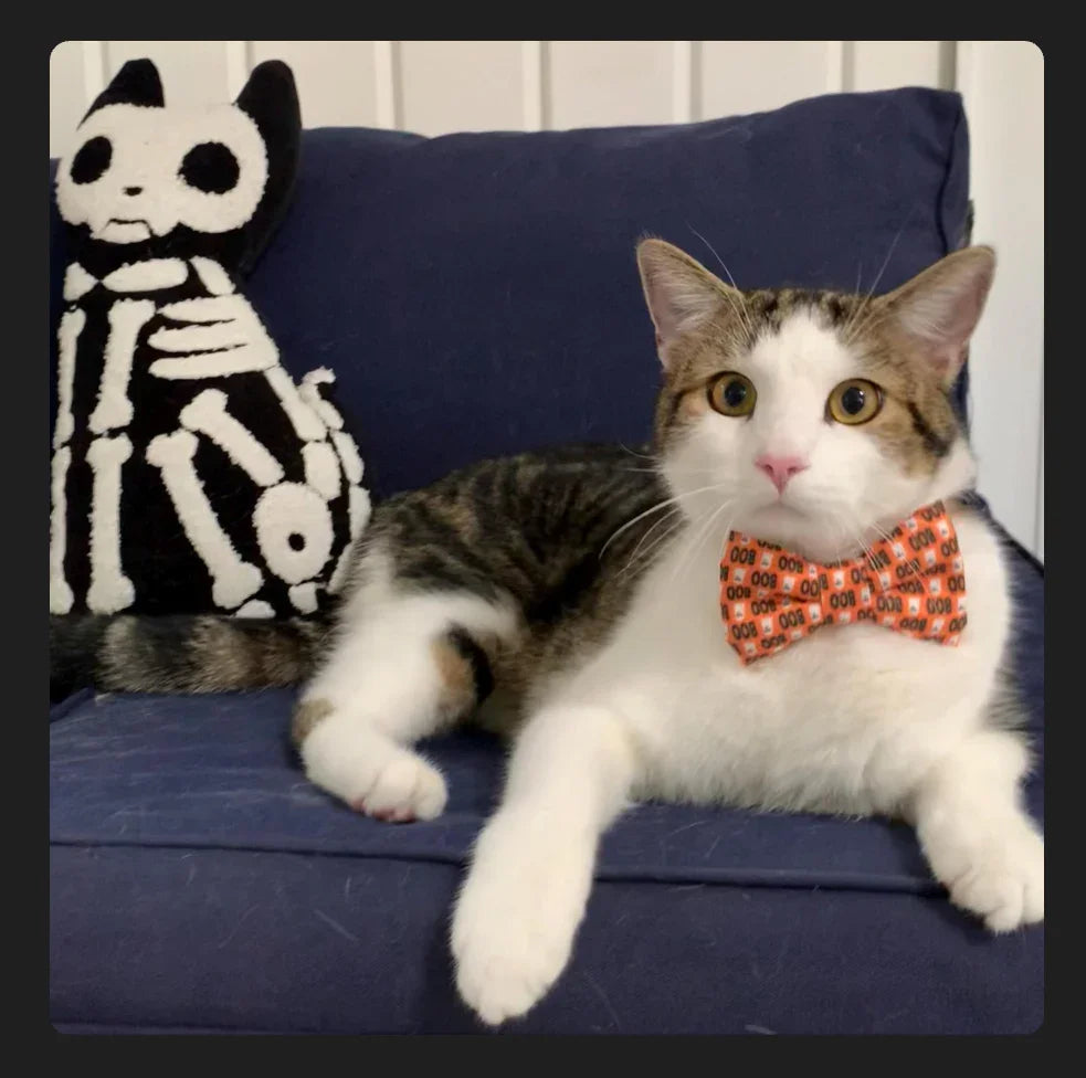 Cat on a blue couch wearing an orange bow tie with a black pattern