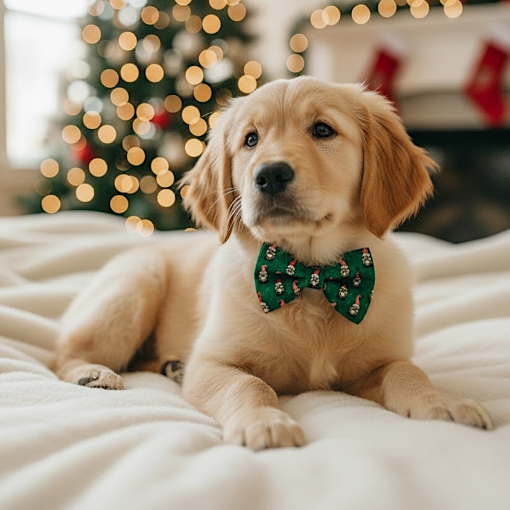 Puppy wearing a green gnome Christmas dog bow tie.