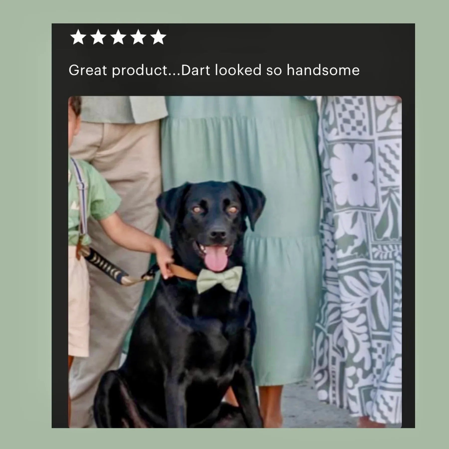 Black dog wearing a bow tie with a five-star rating and text 'Great product...Dart looked so handsome' on a green background.