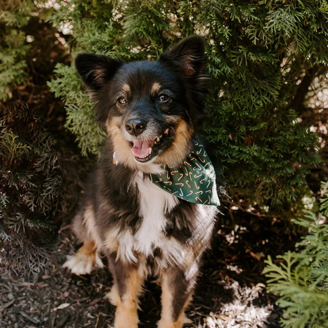 Happy black and tan dog wearing a green candy cane Christmas bandana among evergreen bushes
