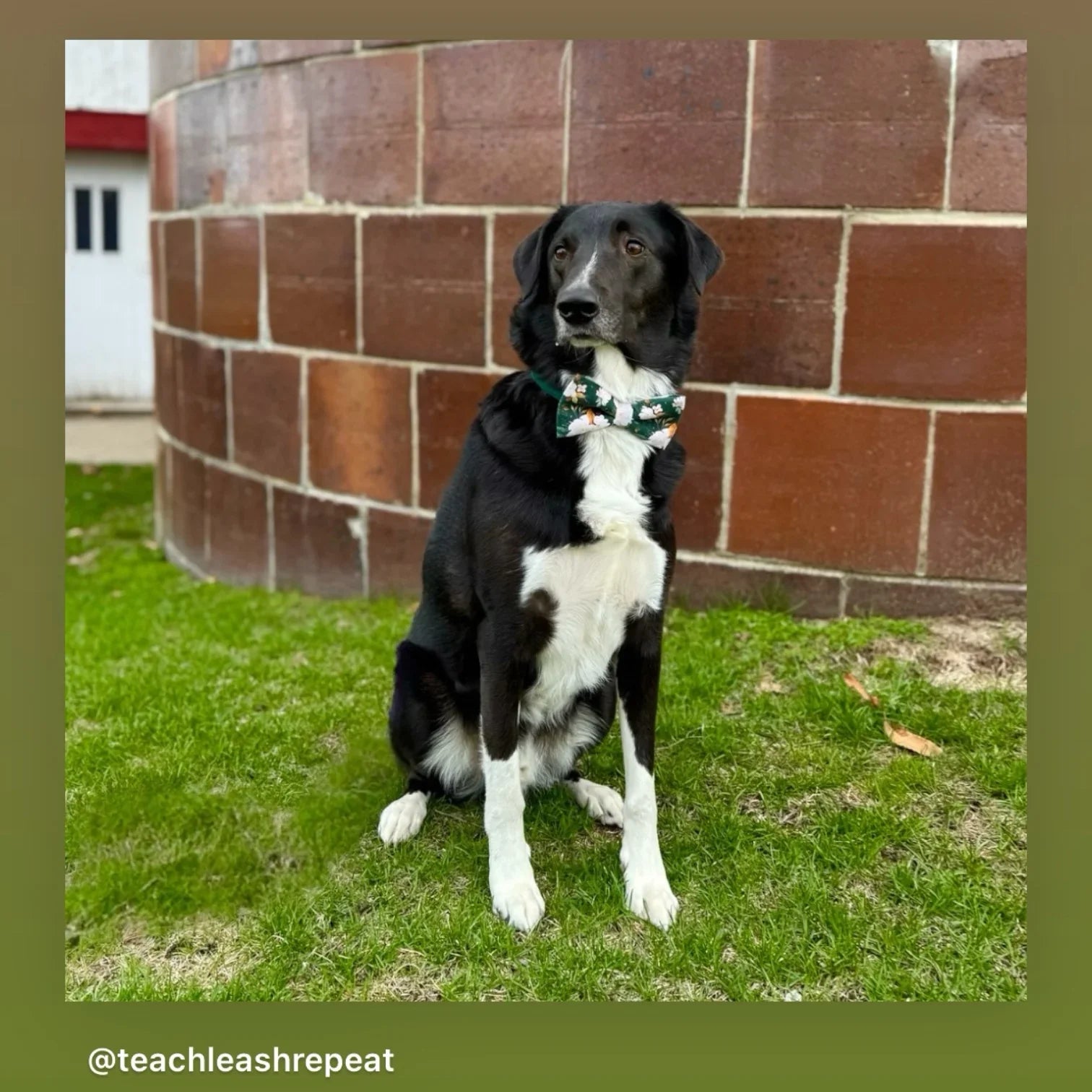 Dog wearing a floral dog bow tie sitting on grass against a brick wall.