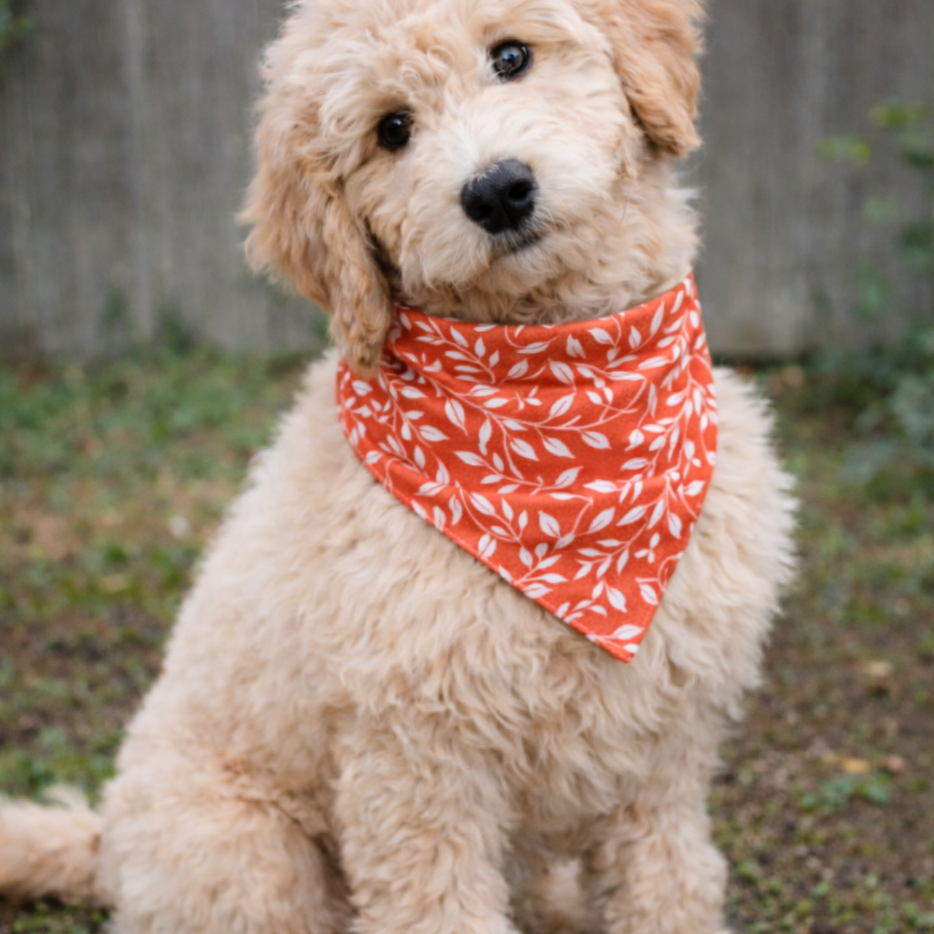 Fluffy dog wearing an orange fall bandana with a leaf pattern sitting outdoors.