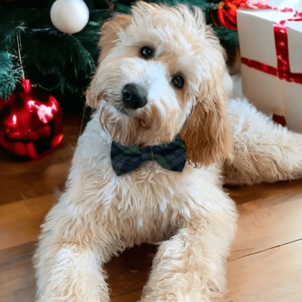 Dog wearing a blue and green tartan bow tie sits by a Christmas tree with presents