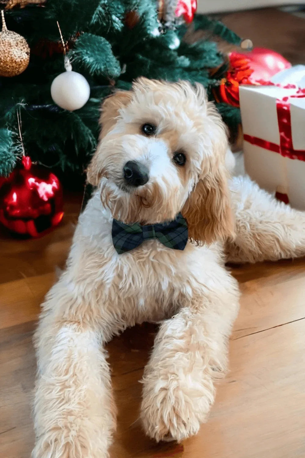 Dog wearing a blue and green tartan bow tie sits by a Christmas tree with presents