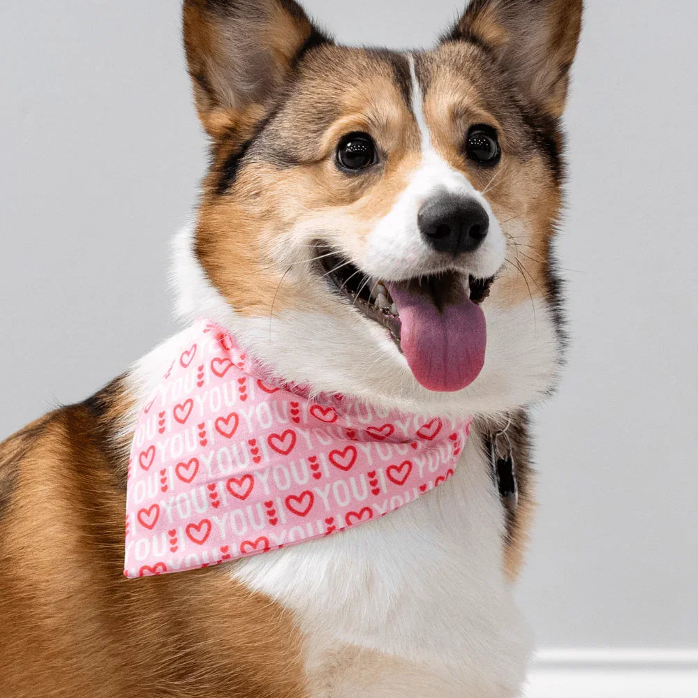 Corgi wearing a pink heart pattern I Love You bandana