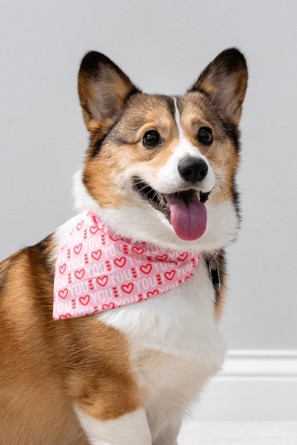 Corgi wearing a pink heart pattern I Love You bandana