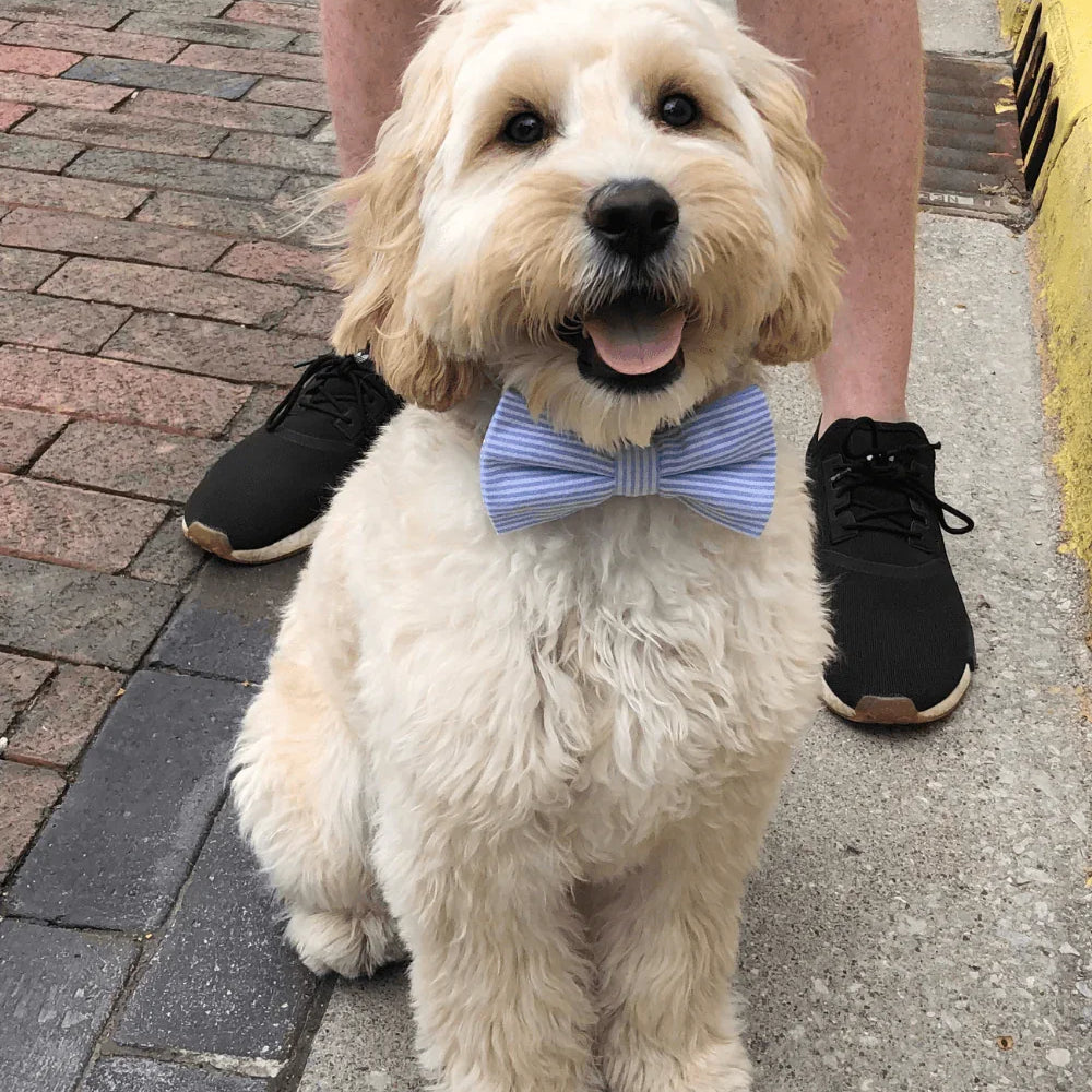 Fluffy light blonde dog wearing a light blue striped bow tie on a leash outdoors near a curb