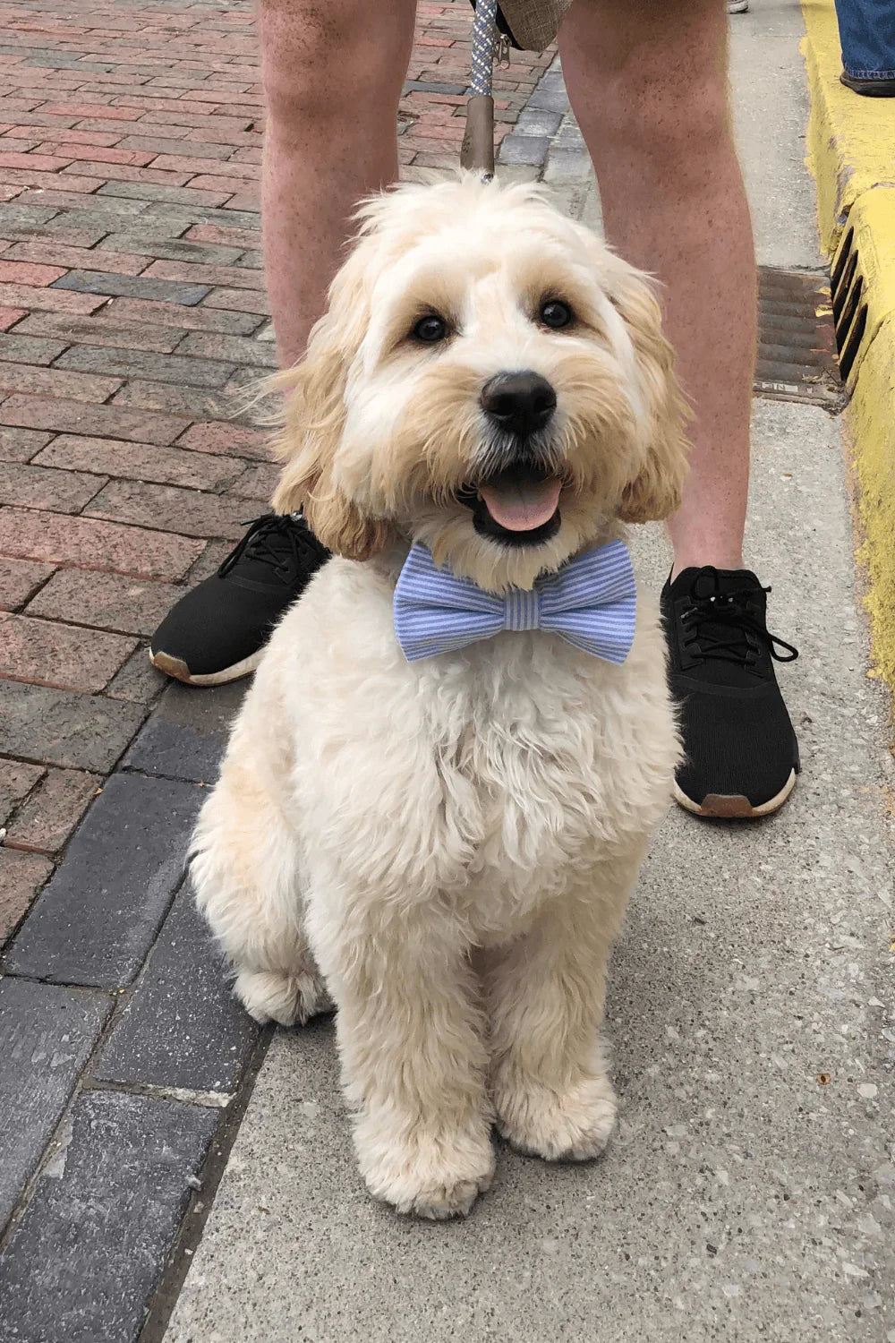 Fluffy light blonde dog wearing a light blue striped bow tie on a leash outdoors near a curb