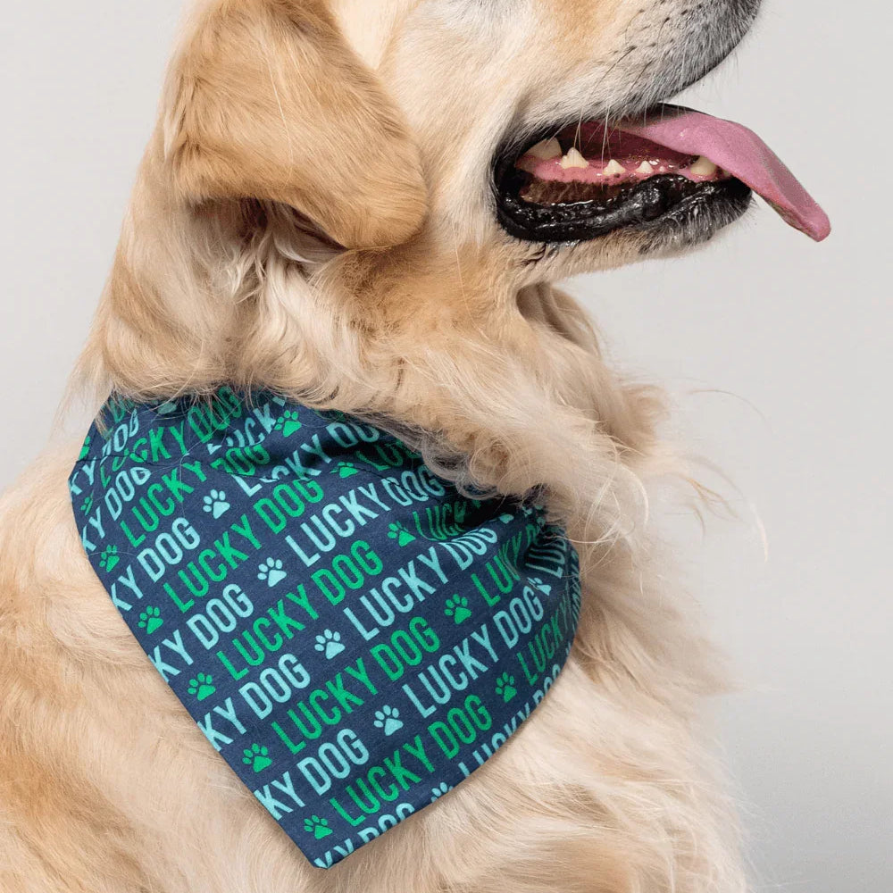 Golden retriever wearing a blue green Lucky Dog bandana with paw print pattern