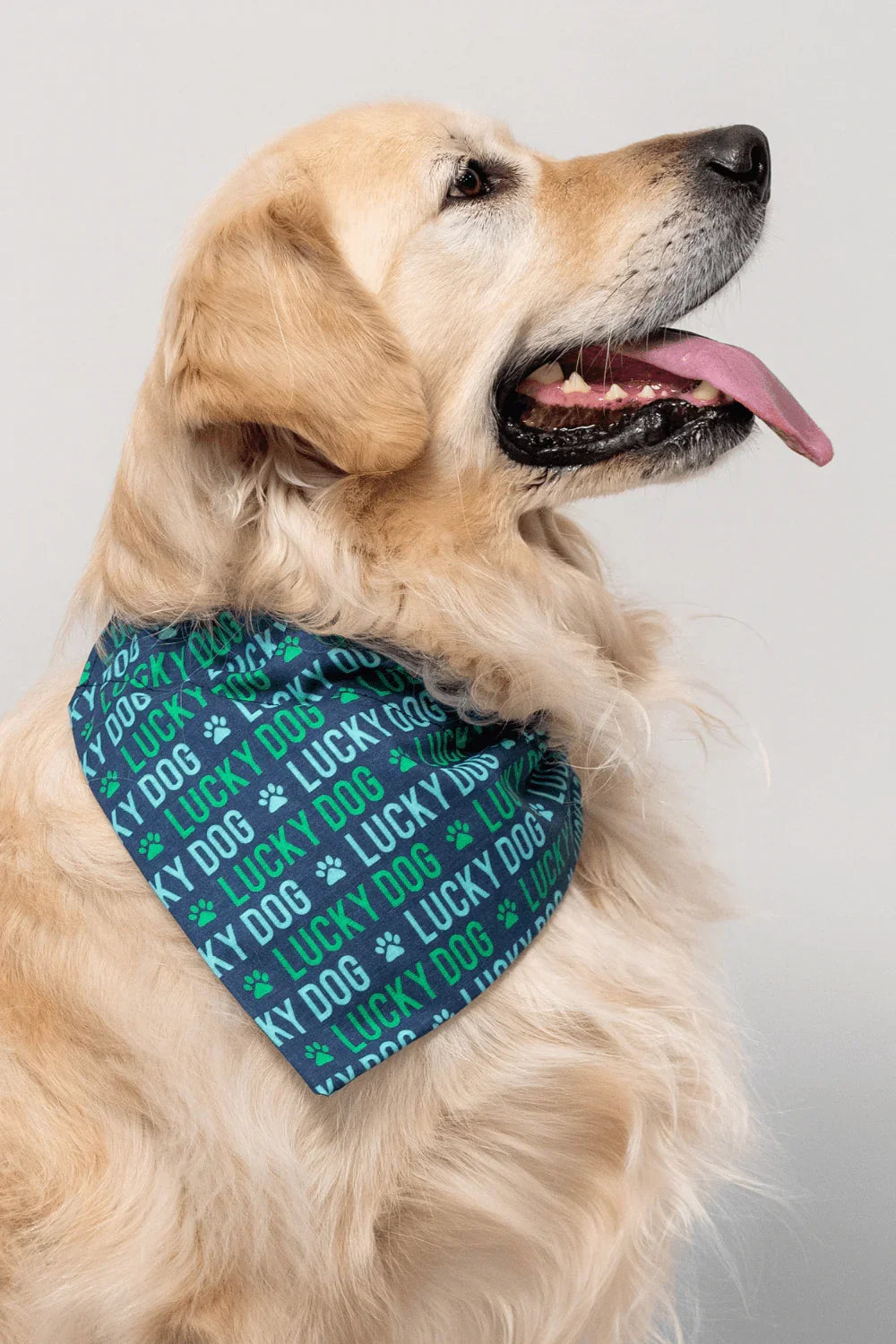 Golden retriever wearing a blue green Lucky Dog bandana with paw print pattern