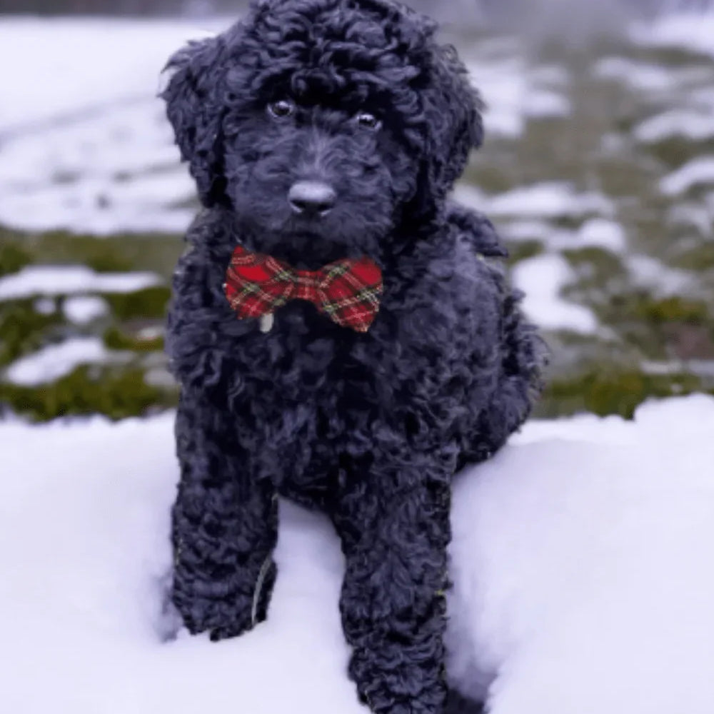 Product graphic showcasing the back of a pre-tied bow tie in a red and black buffalo plaid pattern, resting on a rustic wood surface. Two black elastic loops are attached to the center knot to slide onto a pet collar. Overlay text reads: Back of Bow Tie (may not be actual bow tie in listing).