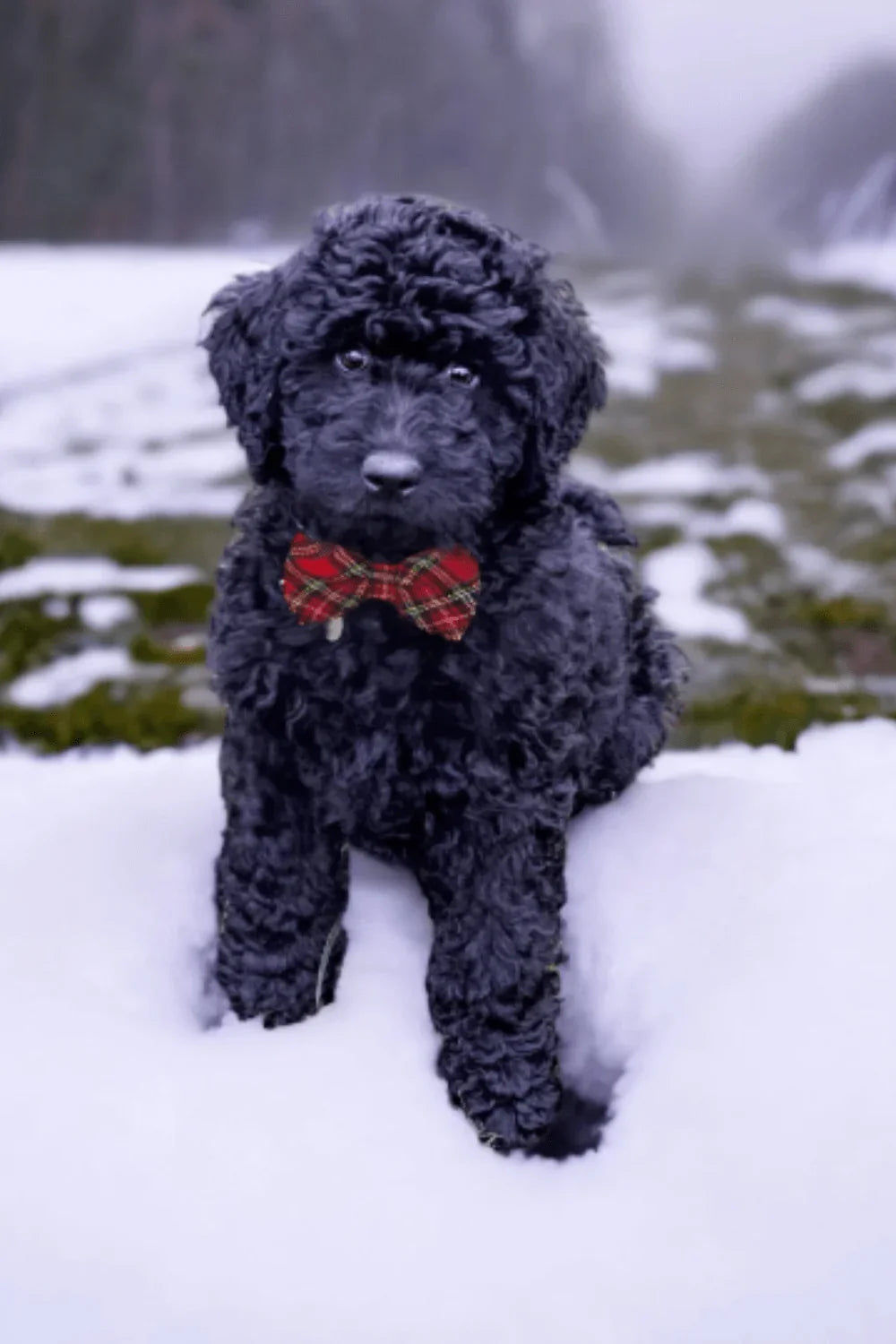 Product graphic showcasing the back of a pre-tied bow tie in a red and black buffalo plaid pattern, resting on a rustic wood surface. Two black elastic loops are attached to the center knot to slide onto a pet collar. Overlay text reads: Back of Bow Tie (may not be actual bow tie in listing).
