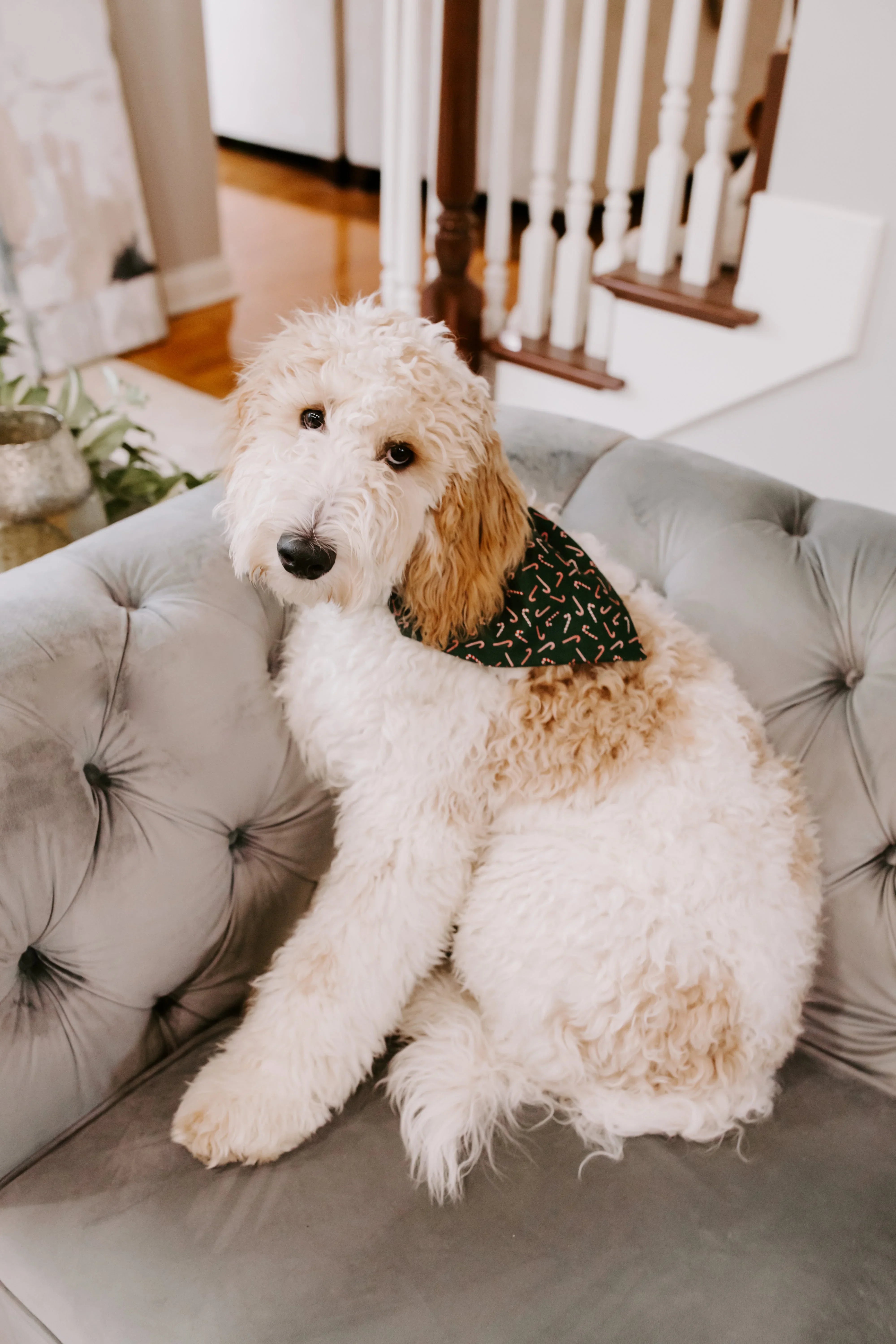 Cream colored dog sits on a tufted gray couch wearing a red and green candy cane Christmas bandana.
