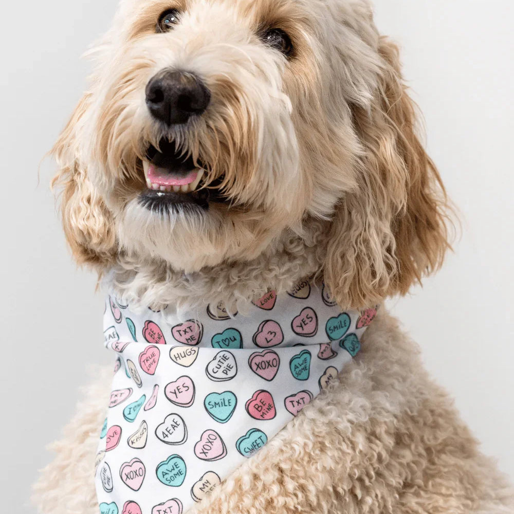 Dog wearing a pastel heart print bandana with love messages