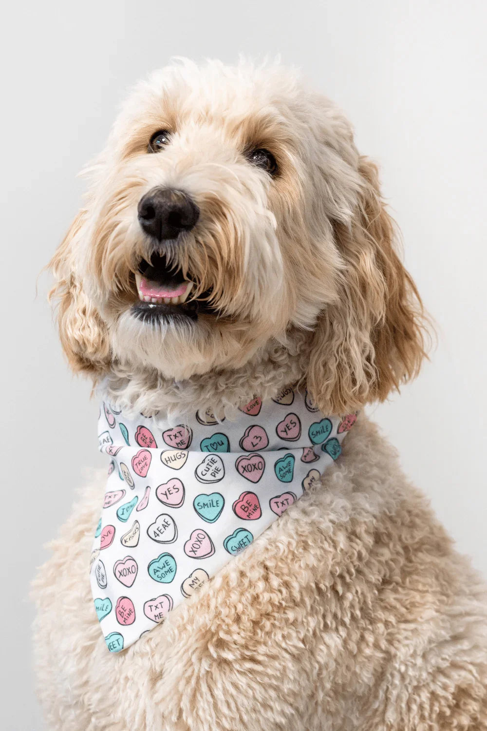 Dog wearing a pastel heart print bandana with love messages