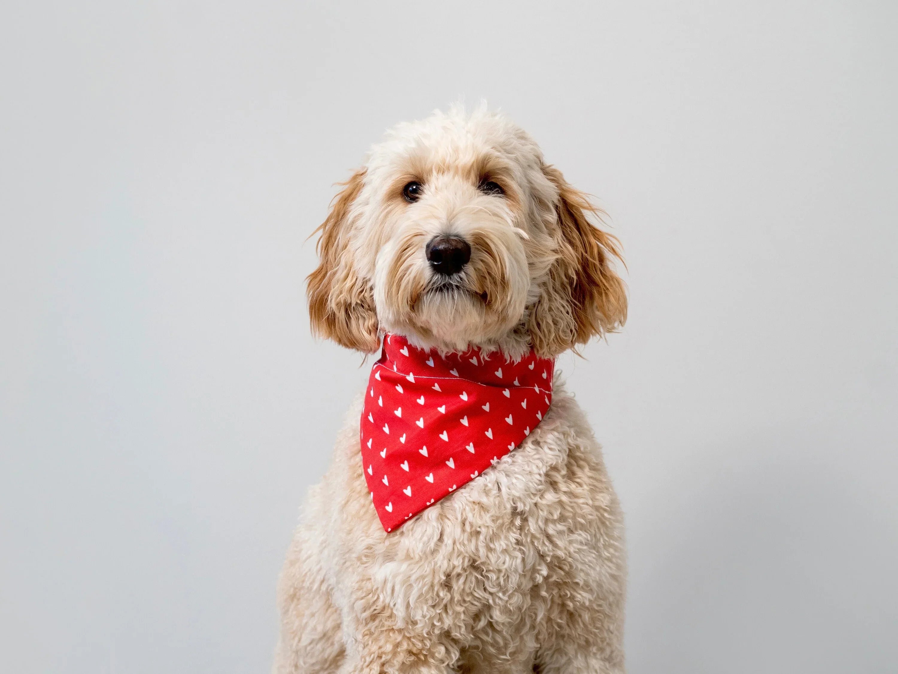Size chart for dog bandanas from The Bold Bow Tie detailing measurements for Small, Medium, Large, and X-Large sizes. Small fits neck sizes 11 to 13 inches with a width of 7 inches and length of 5 inches. Medium fits neck sizes 13 to 16 inches with a width of 9 inches and length of 6 inches. Large fits neck sizes 16 to 21 inches with a width of 11 inches and length of 8 inches. X-Large fits neck sizes 21 to 25 inches with a width of 13 inches and length of 9 inches.