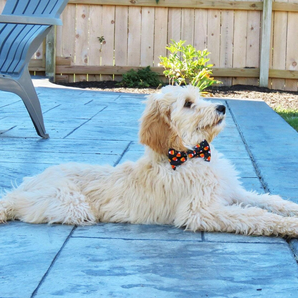 dog in Halloween candy corn bow tie