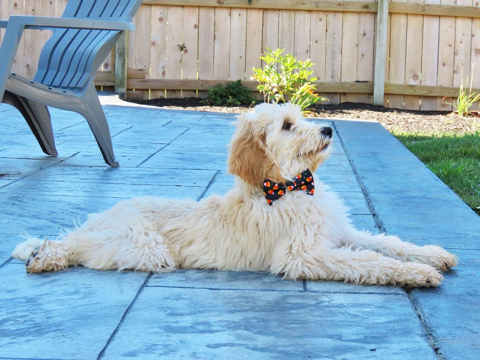 dog in Halloween candy corn bow tie