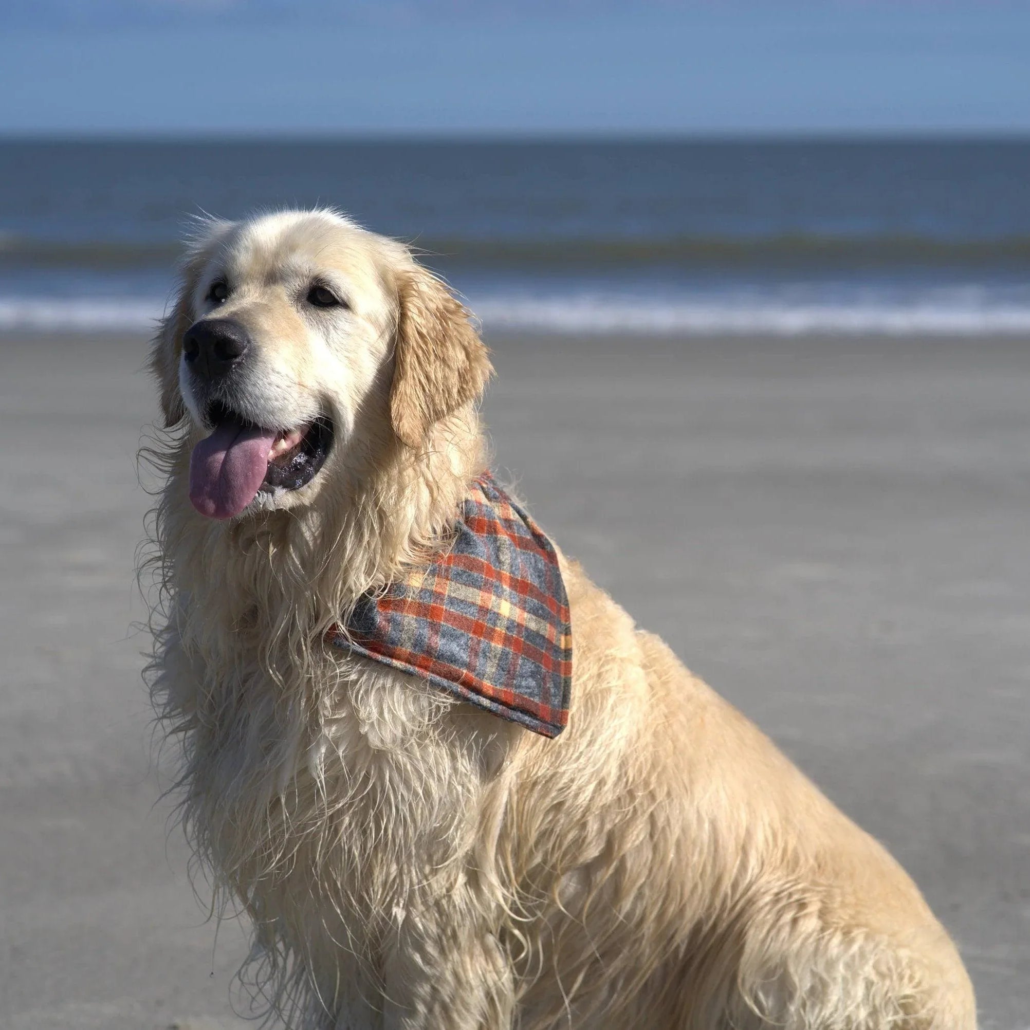 Golden retriever on a sandy beach wearing an autumn orange plaid bandana for Thanksgiving