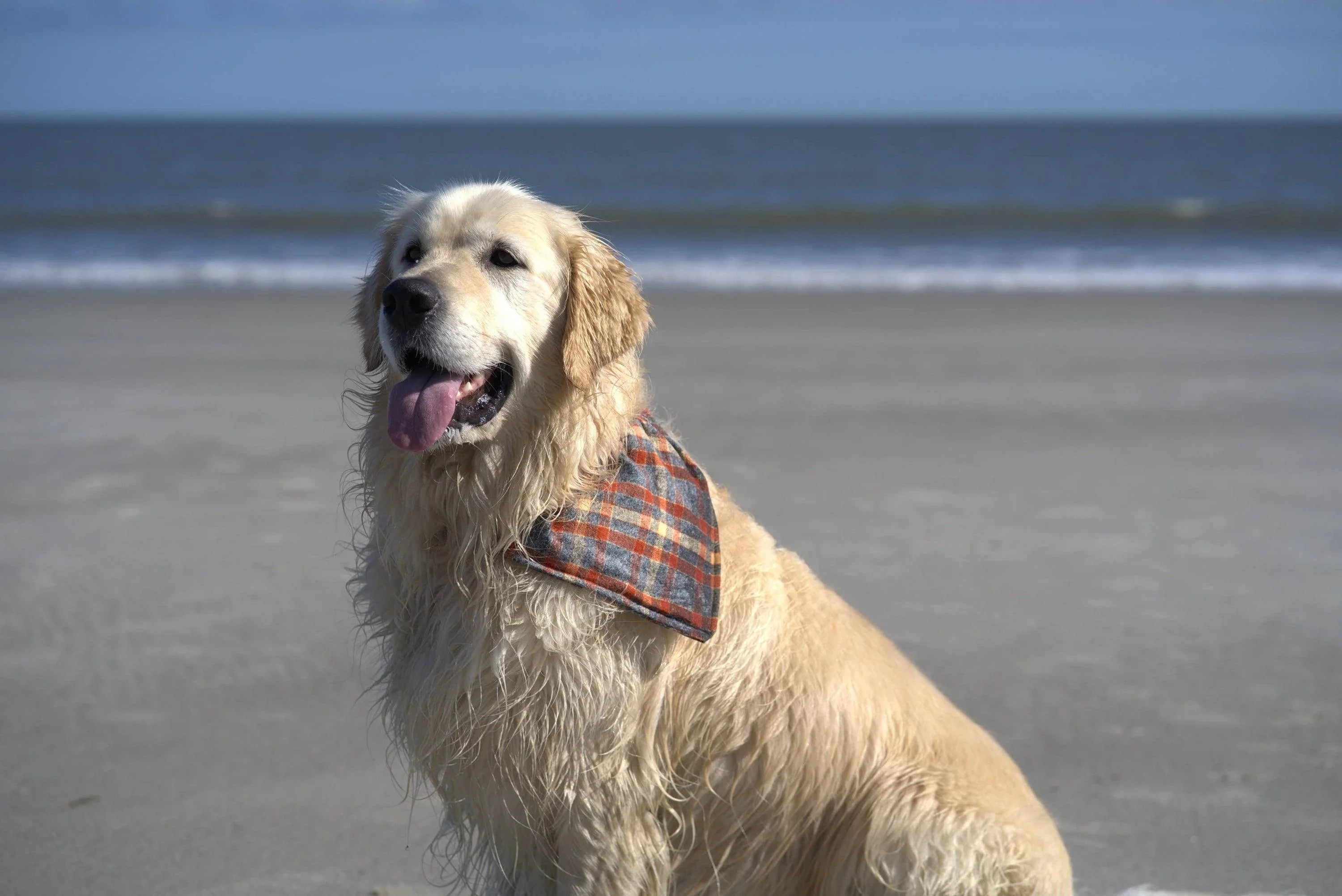 Golden retriever on a sandy beach wearing an autumn orange plaid bandana for Thanksgiving