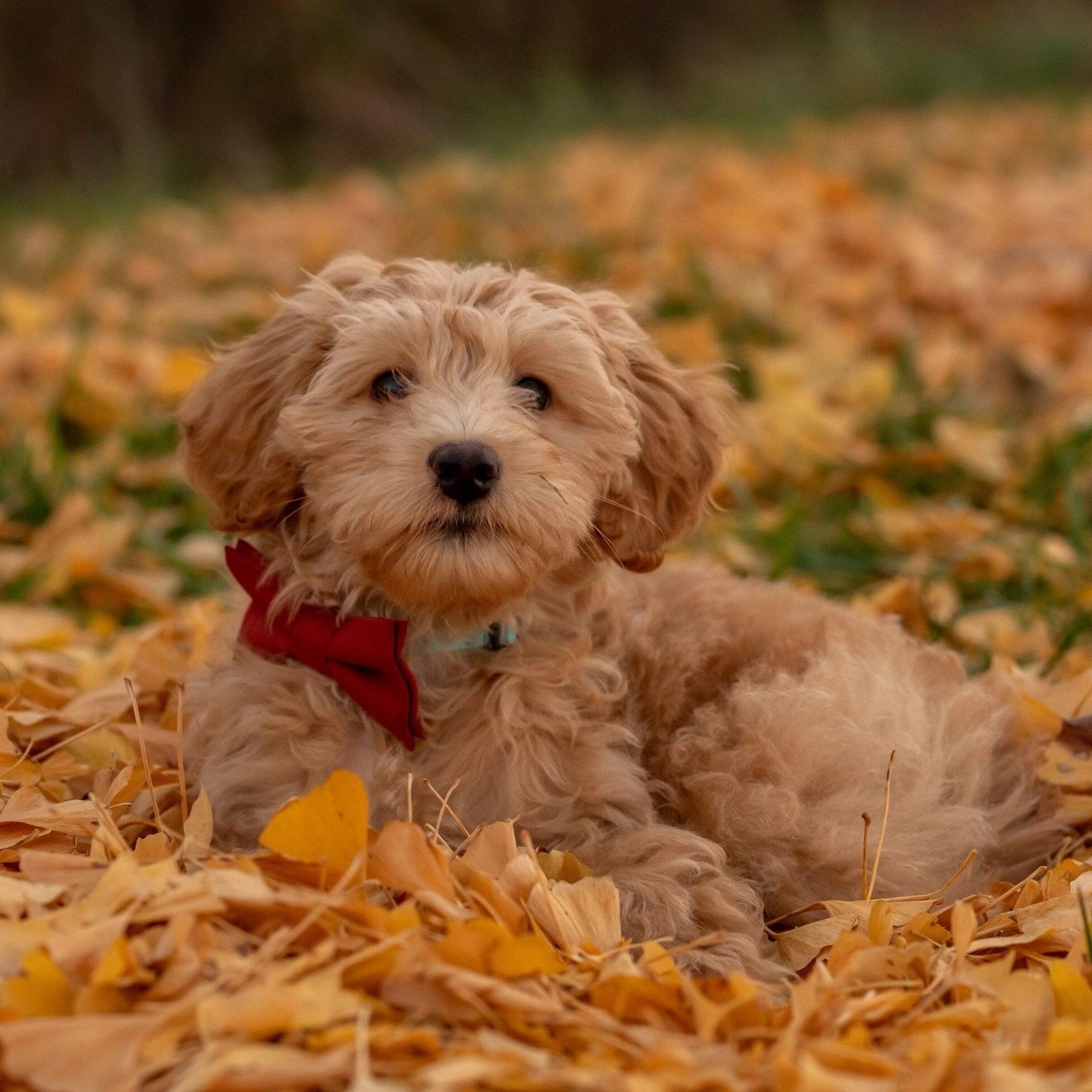 Cute fluffy puppy wearing a red bow tie among autumn leaves