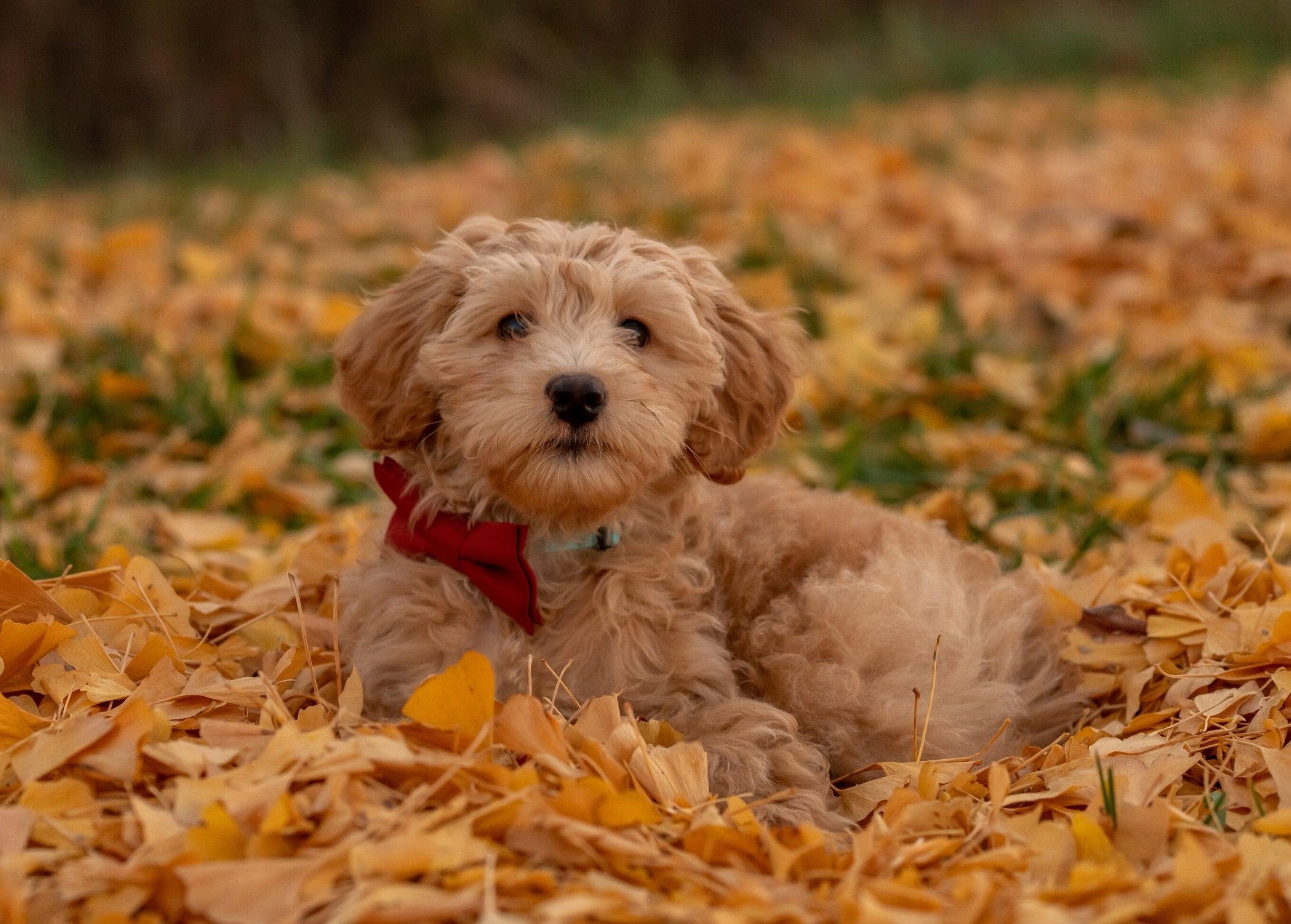 Cute fluffy puppy wearing a red bow tie among autumn leaves