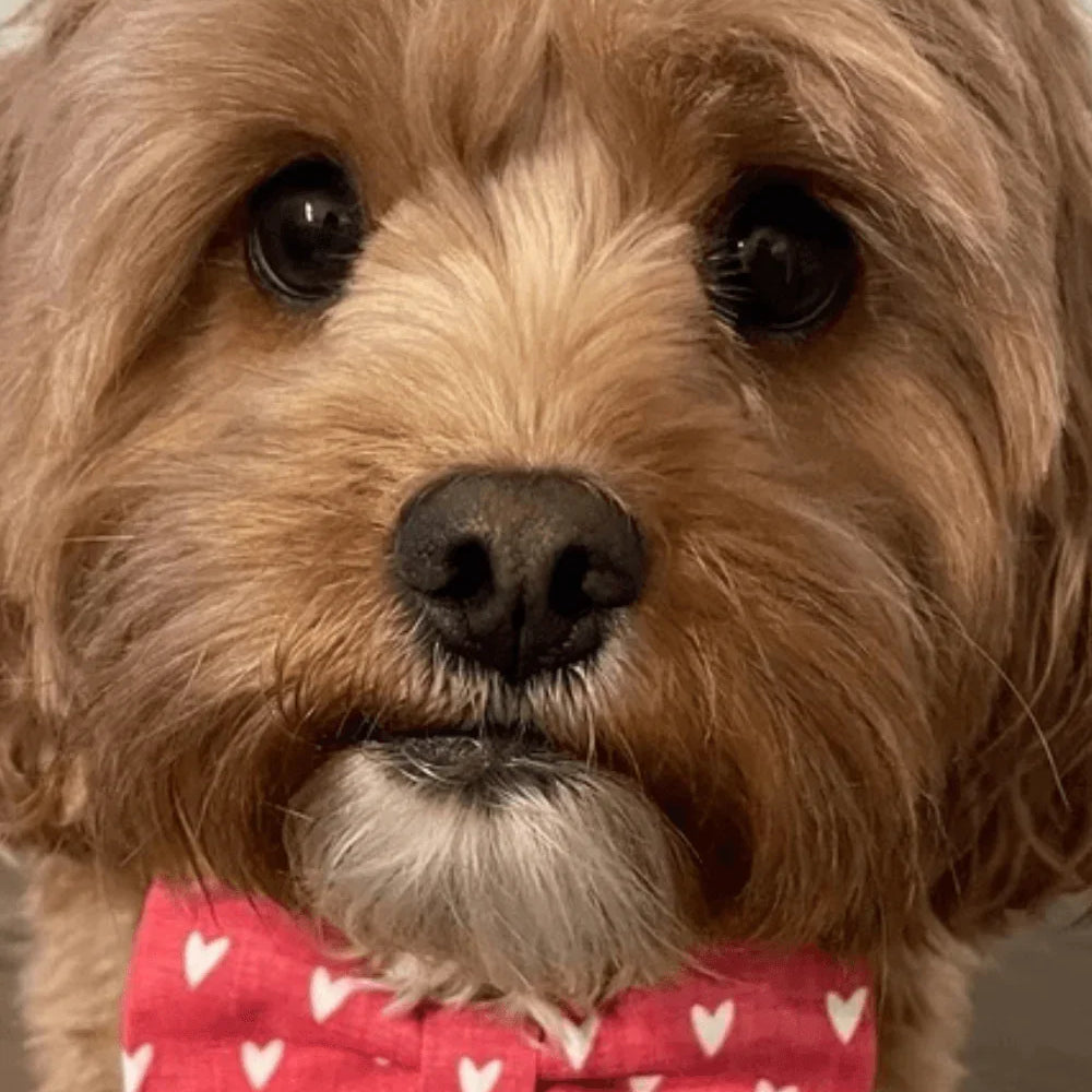 Dog in red heart dog bow tie.