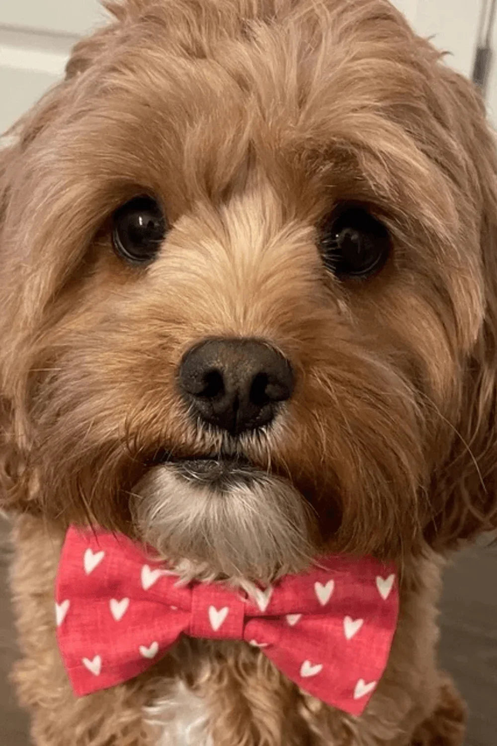 Dog in red heart dog bow tie.