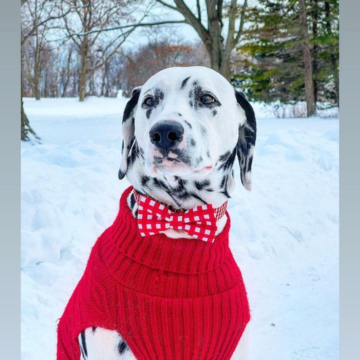 Dalmatian dog in a red gingham dog bow tie for Christmas