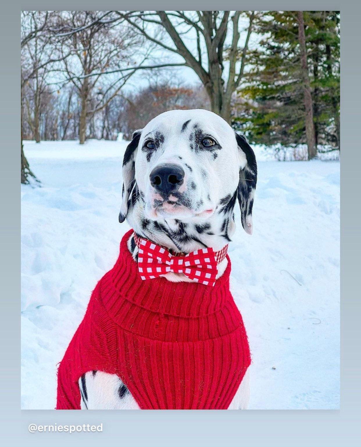 Dalmatian dog in a red gingham dog bow tie for Christmas