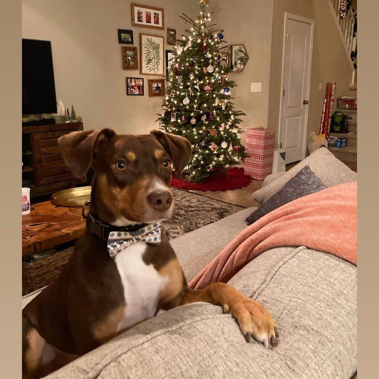 Dog wearing a Christmas bow tie in front of a Christmas tree.