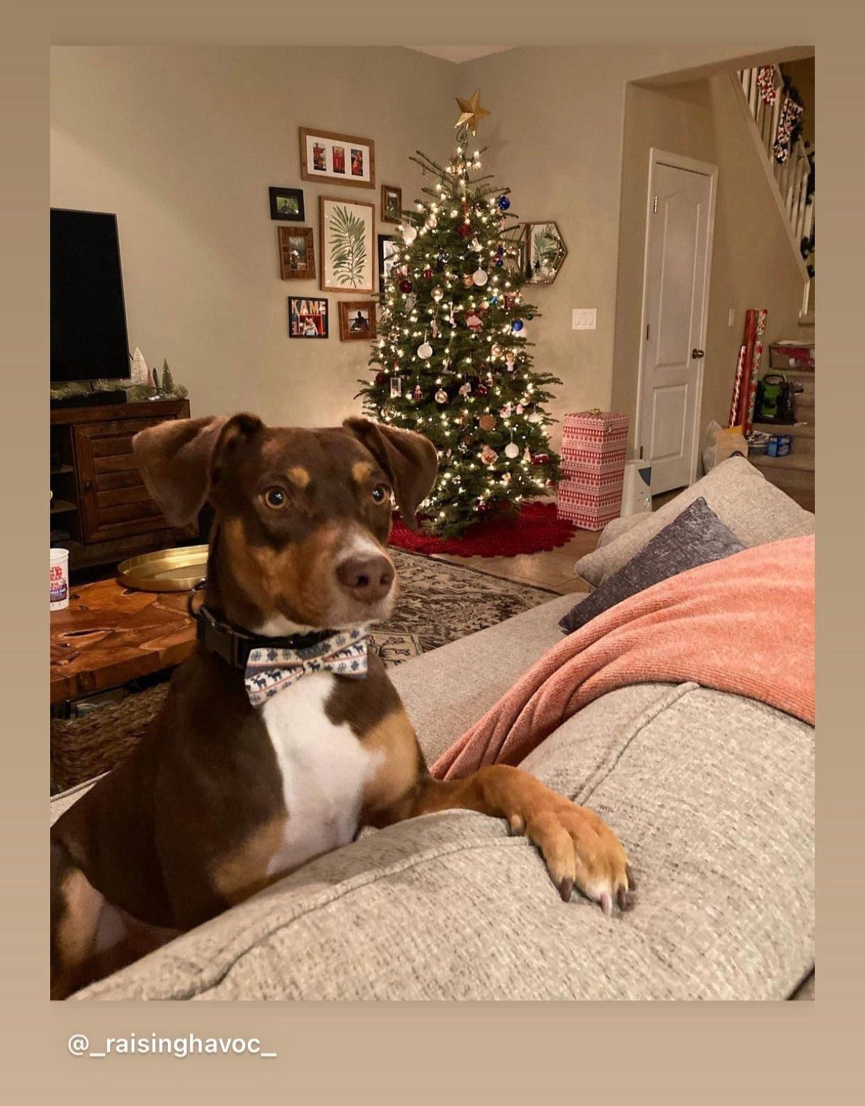 Dog wearing a Christmas bow tie in front of a Christmas tree.