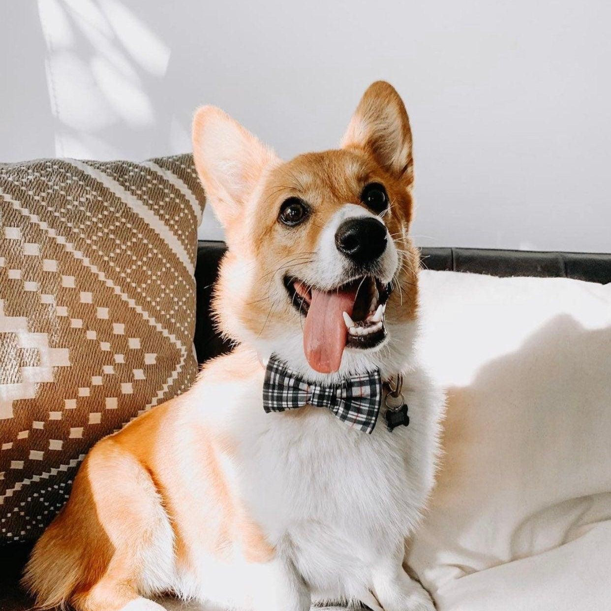 Corgi in a plaid gray dog bow tie