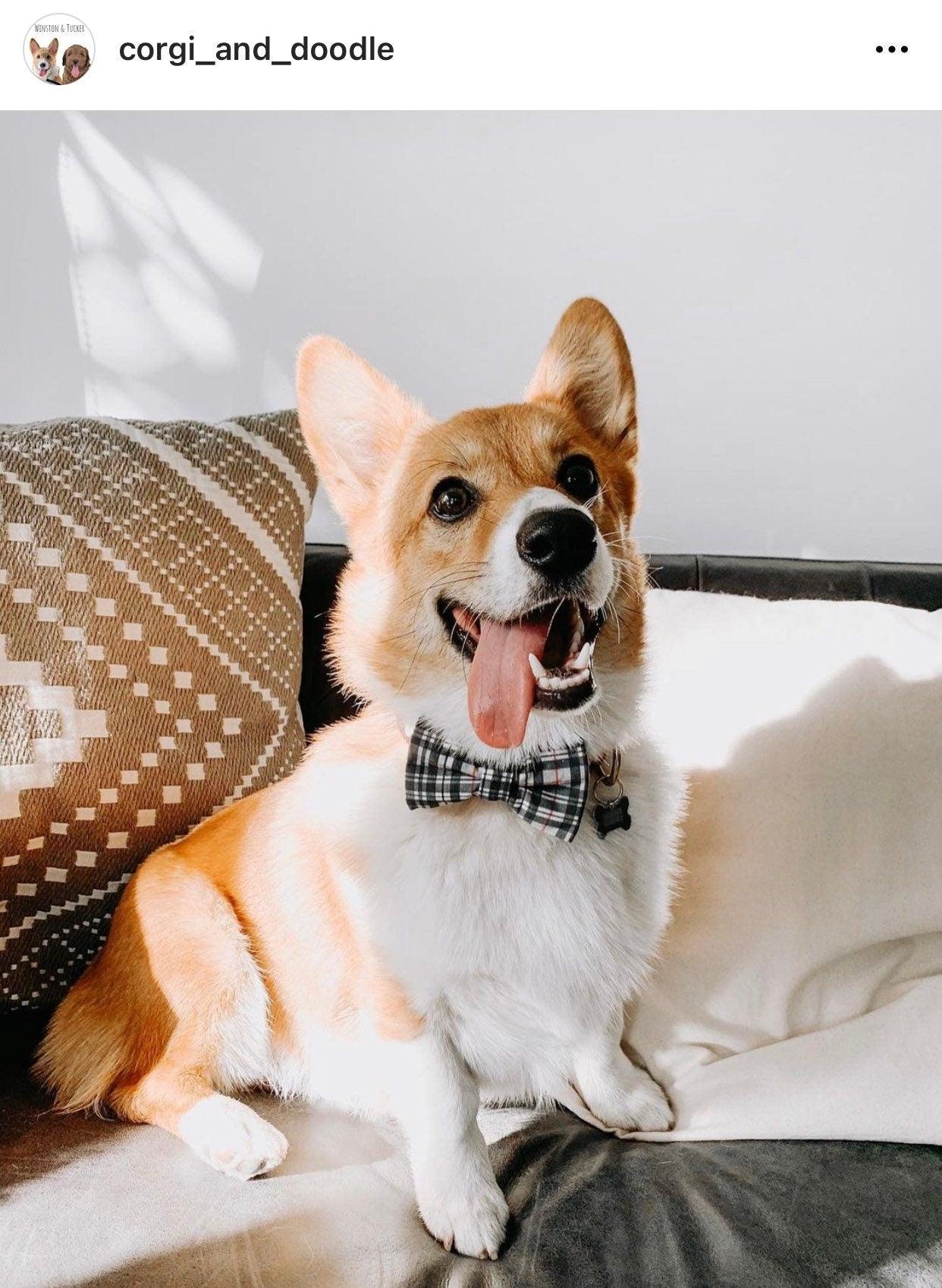 Corgi in a plaid gray dog bow tie