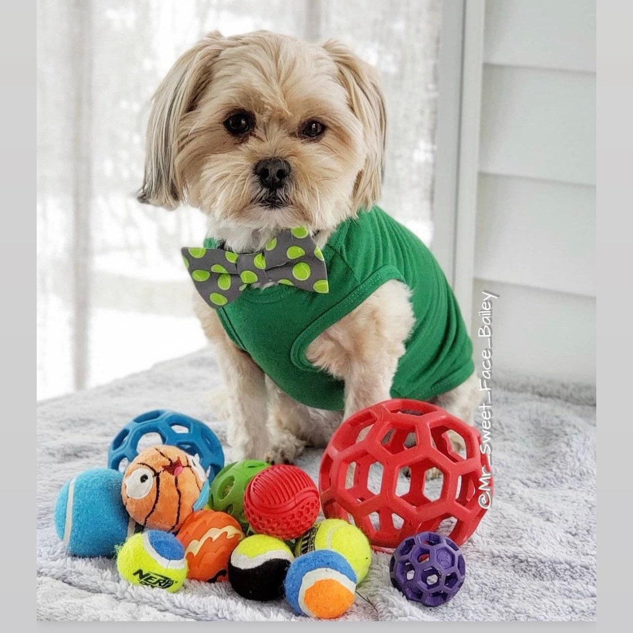 Dog wearing a dog bow tie with tennis balls