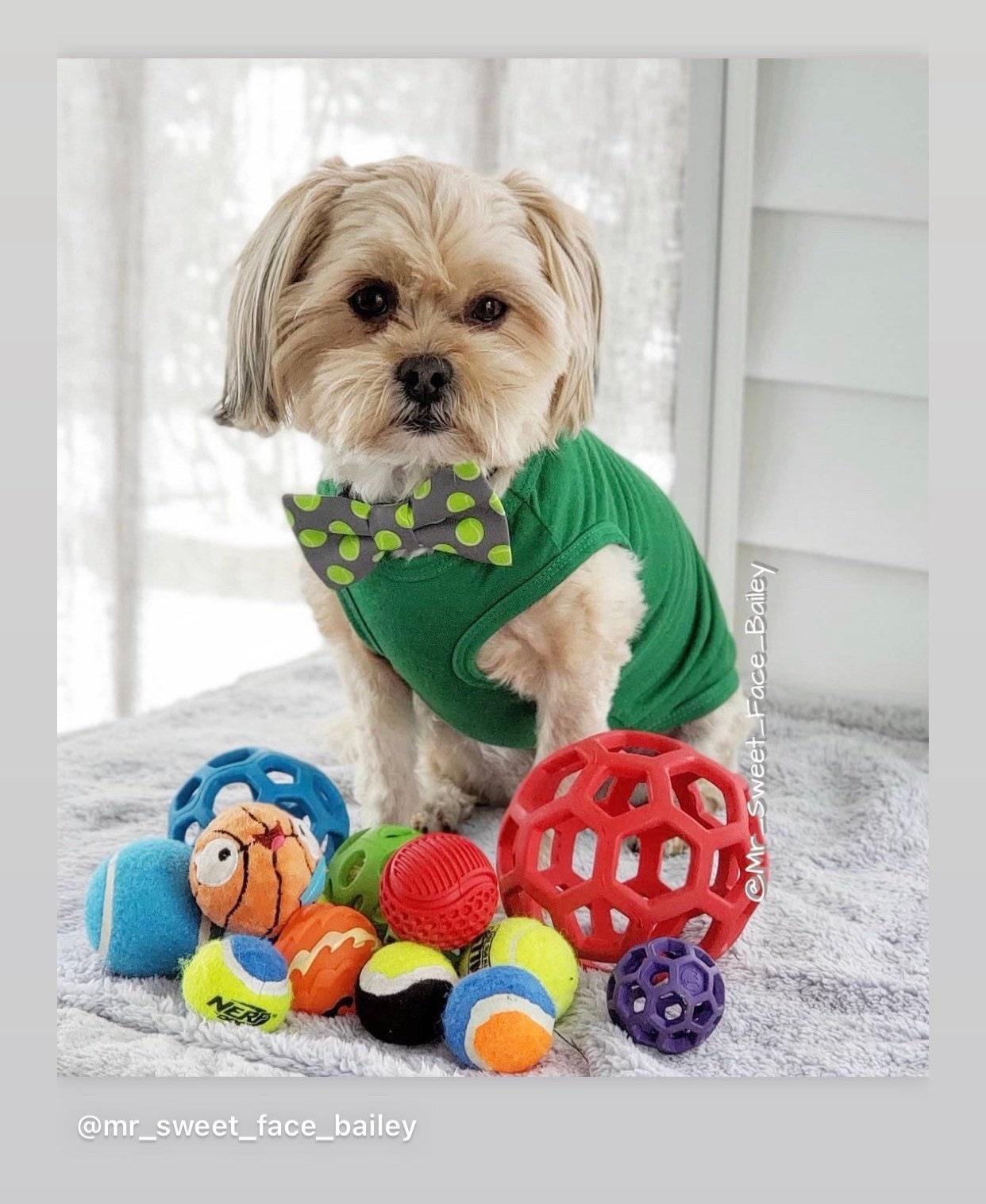 Dog wearing a dog bow tie with tennis balls