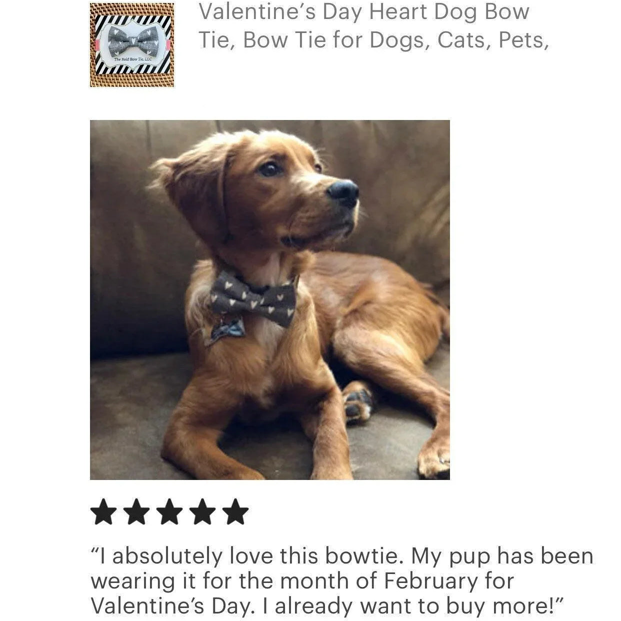 Golden retriever puppy wearing a heart dog bow tie for Valentine's Day.