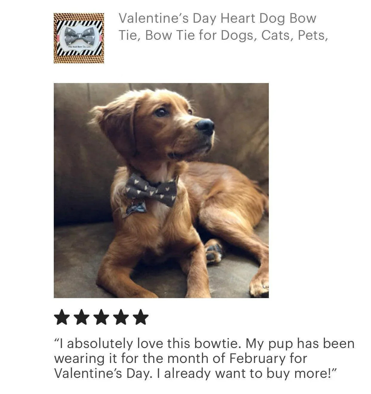 Golden retriever puppy wearing a heart dog bow tie for Valentine's Day.