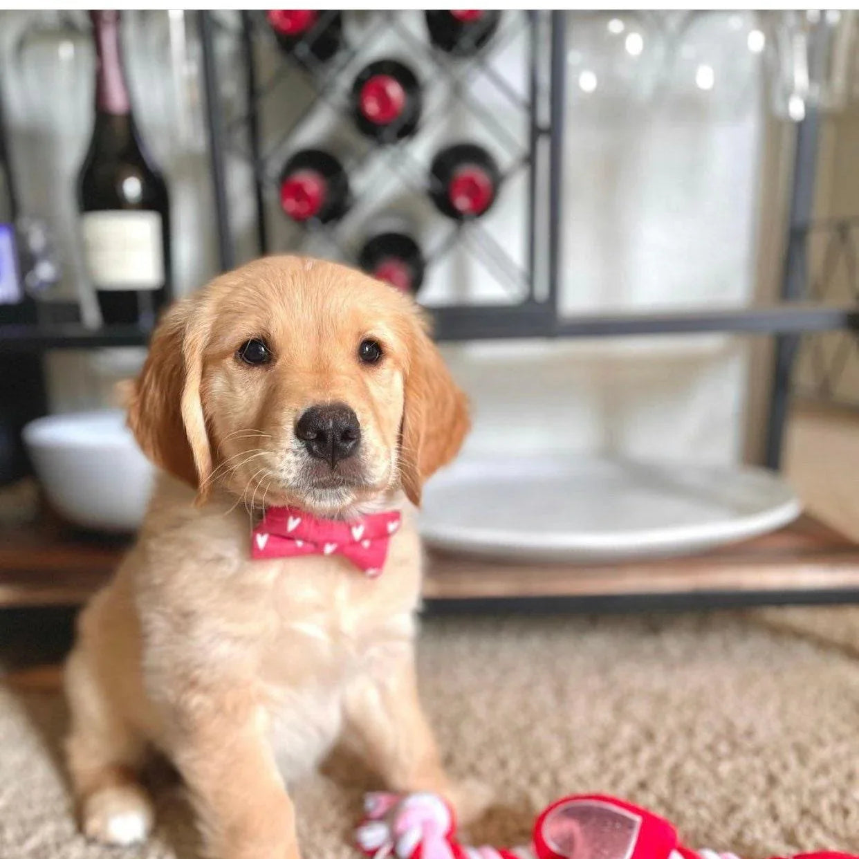 Let's Connect at The Bold Bow Tie: Instagram handle is @TheBoldBowTie. You can reach us via email at Help@theboldbowtie.com