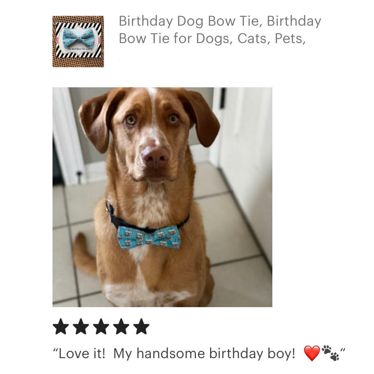 Dog wearing the blue birthday dog bow tie in a 5 star review