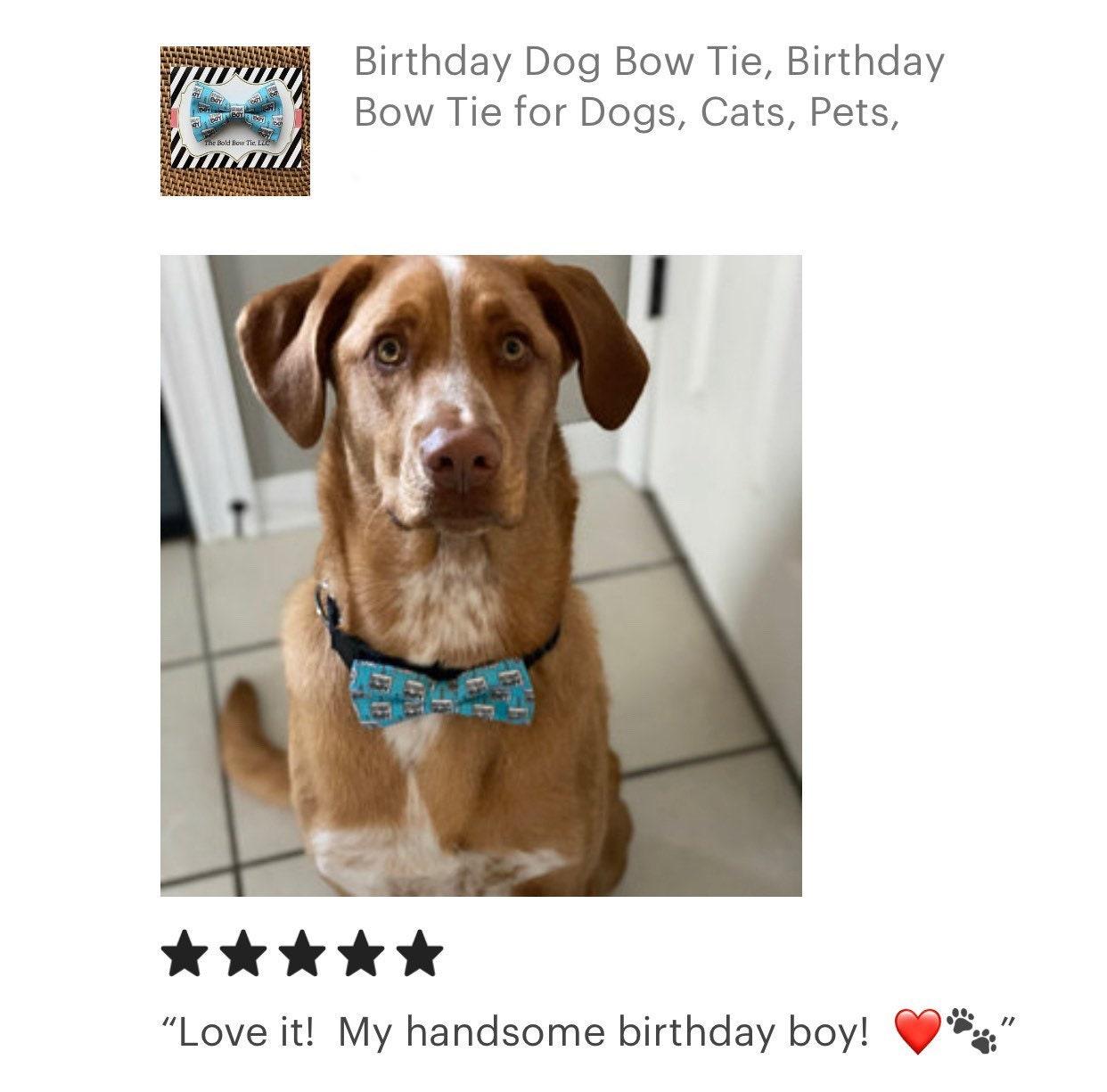 Dog wearing the blue birthday dog bow tie in a 5 star review