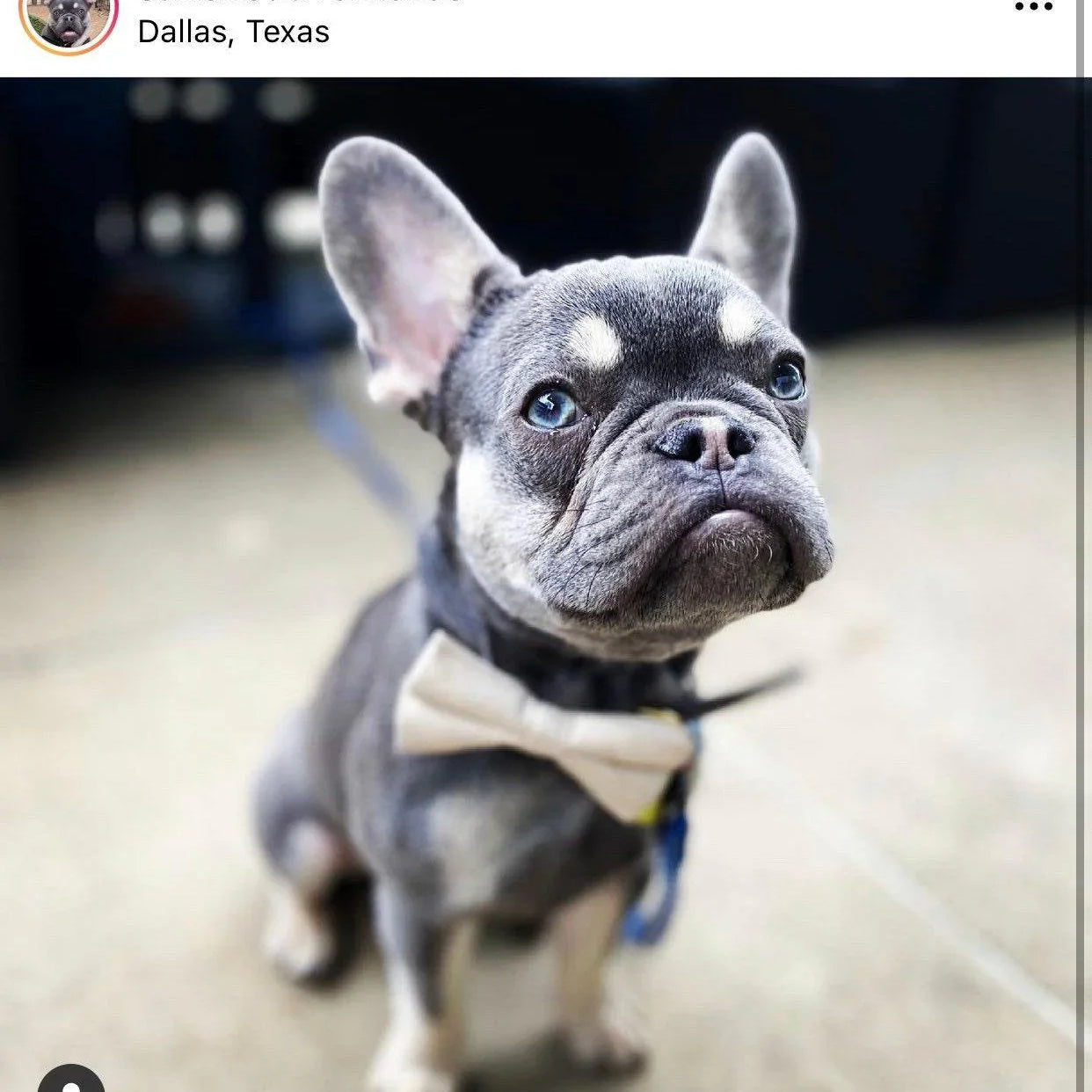 Let's Connect at The Bold Bow Tie: Instagram handle is @TheBoldBowTie. You can reach us via email at Help@theboldbowtie.com